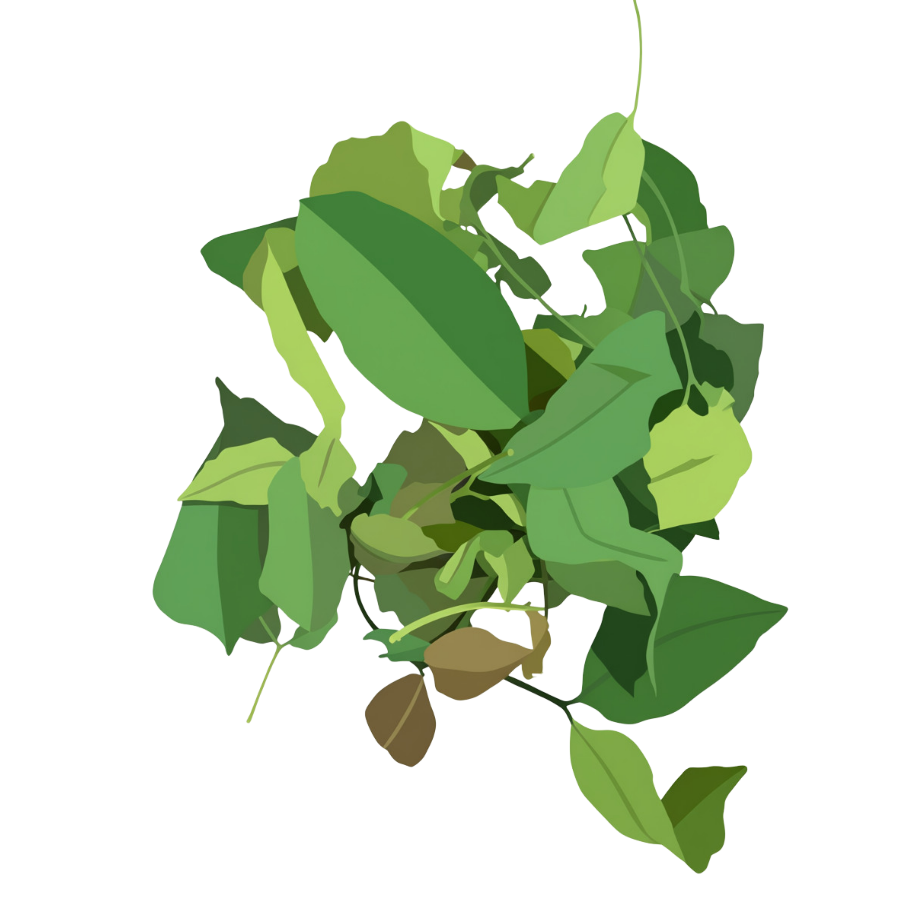 Daun Melinjo
